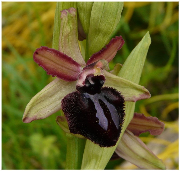 Ophrys sipontensis